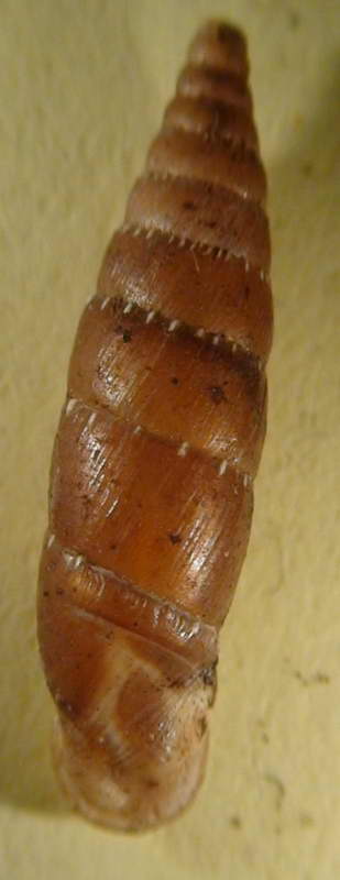Variazione intraspecifica in Siciliaria gibbula
